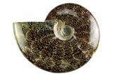 Polished Cretaceous Ammonite (Cleoniceras) Fossil - Madagascar #339082-1